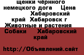 щенки чёрнного немецкого дога. › Цена ­ 7 000 - Хабаровский край, Хабаровск г. Животные и растения » Собаки   . Хабаровский край